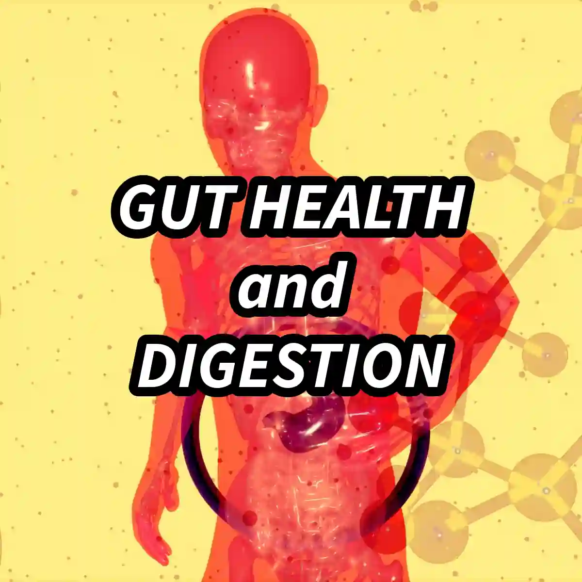 Illustration representing Gut Health and Digestion