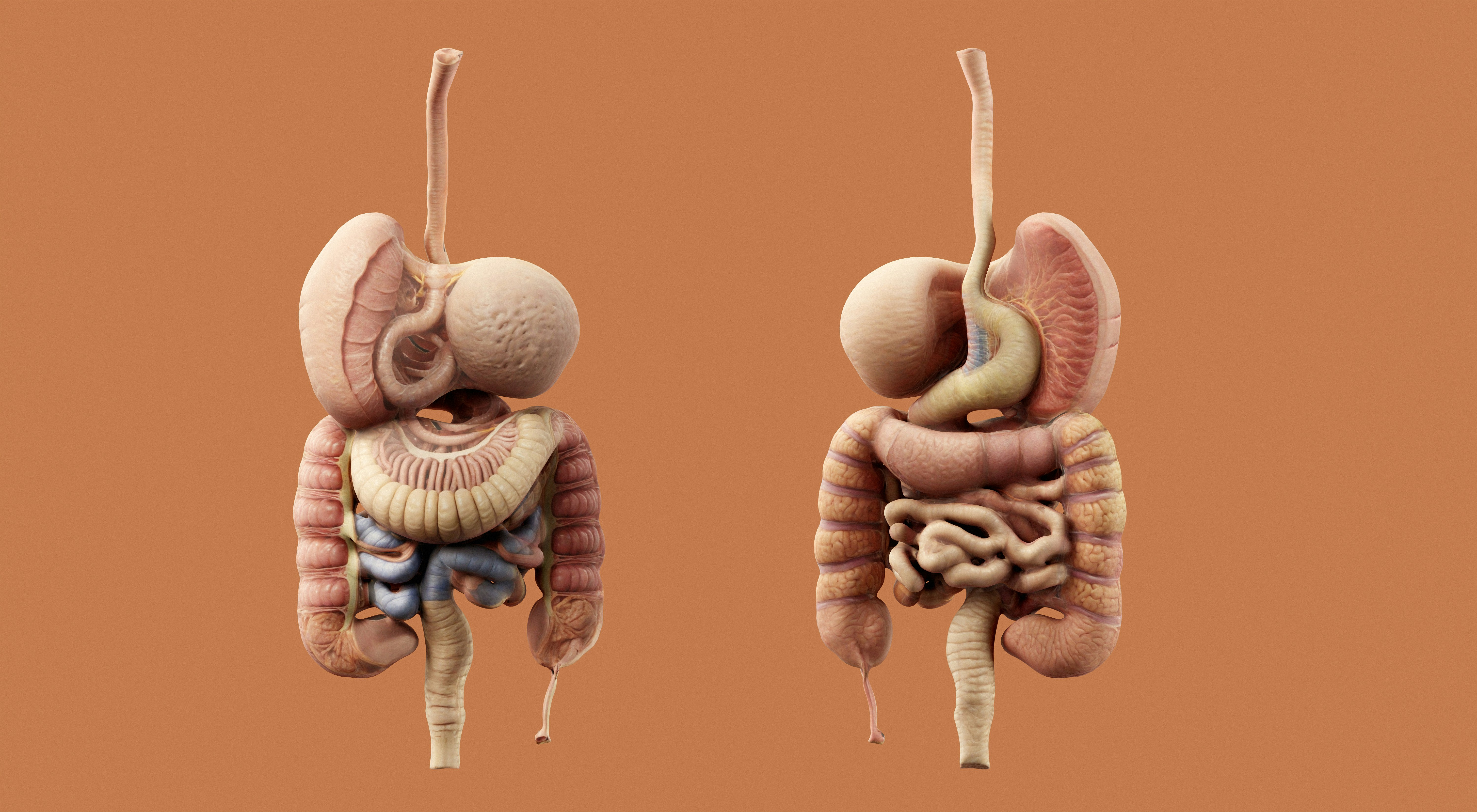 A picture showing 2 people with different digestion problems.