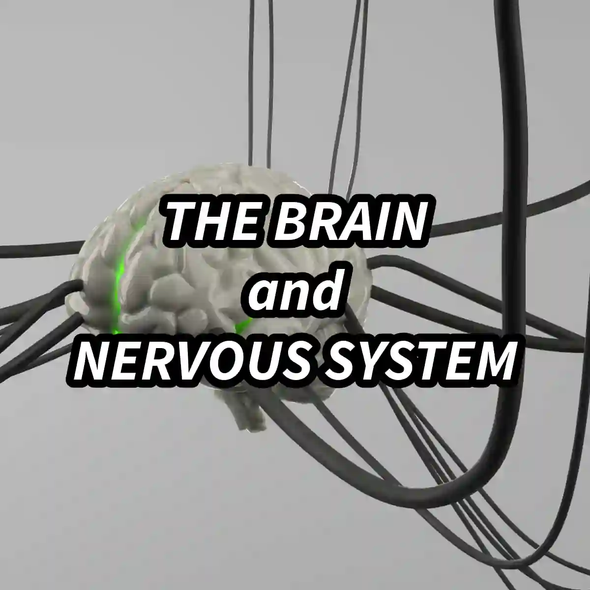 Illustration representing The Brain and Nervous System
